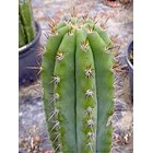 Trichocereus peruvianus Bouture