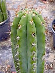 Trichocereus peruvianus Bouture