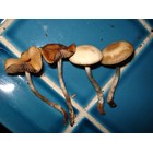 Psilocybe cyanescens Empreinte ou Seringue