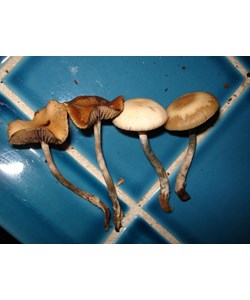 Psilocybe cyanescens Empreinte ou Seringue