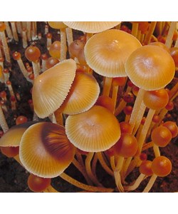 Psilocybe mexicana Jalisco