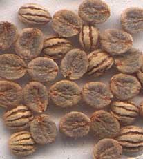 Psychotrias Viridis Seeds