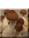 Psilocybe cubensis PF Red Spore ou Seringue