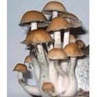 Psilocybe cubensis Koh Samui