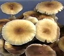  Psilocybe cubensis Orissa India