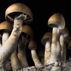  Psilocybe cubensis Dutch King (mexico)