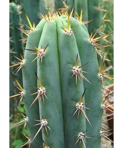 Trichocereus Macrogonus Seeds