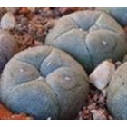 Lophophora williamsii (Peyote), 2-3 cm