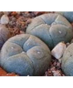 Lophophora williamsii (Peyote), 2-3 cm