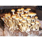 Psilocybe cubensis Z- empreinte ou seringue