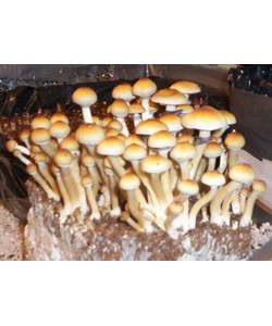 Psilocybe cubensis Z- empreinte ou seringue